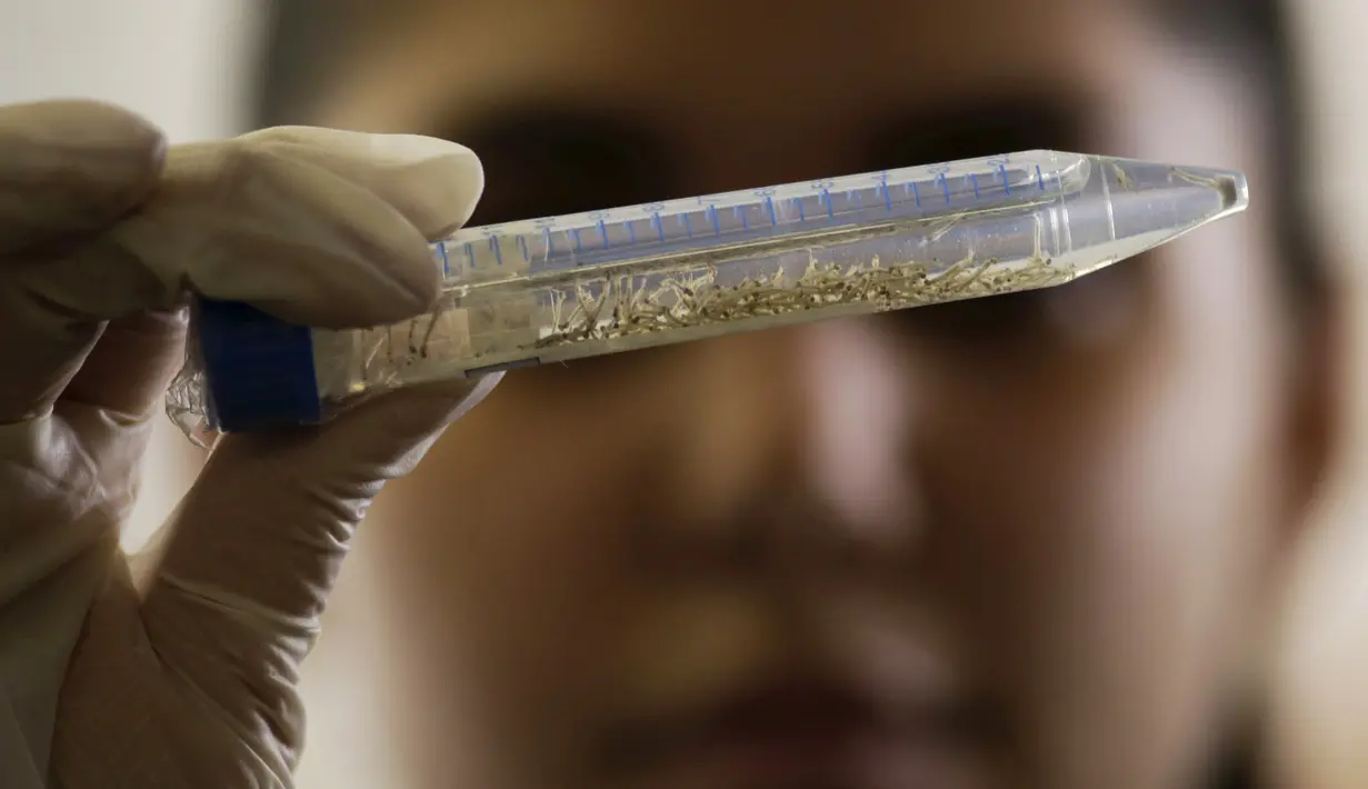 Petugas tengah meneliti larva nyamuk Aedes aegypti di Laboratorium Oswaldo Cruz Foundation, Rabu (27/1). Brasil mengumumkan bahwa negaranya kini menyatakan perang terhadap nyamuk Aedes aegypti si penyebab tersebarnya Virus Zika (REUTERS /Jose Cabezas)