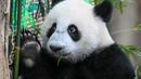 Panda betina Sheng Yi bereaksi di dalam kandang panda di Kebun Binatang Nasional di Kuala Lumpur pada 25 Mei 2022.Setelah hampir setahun dilahirkan, anak ketiga pasangan panda gergasi Xing Xing dan Liang Liang dari China akhirnya diberikan nama - Sheng Yi yaitu keamanan dan persahabatan. (AFP/Mohd Rasfan)