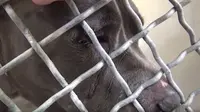 Blue, seekor pitbull, menangis setelah ditinggalkan pemiliknya di Carson Shelter