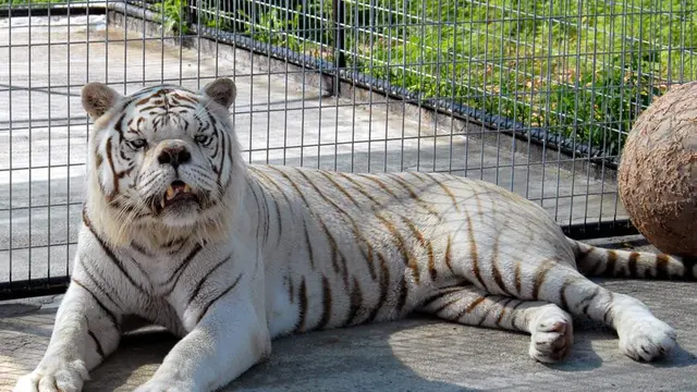 Kenny, Si Harimau Putih Down Syndrome (sumber: twitter.com/ScienceAllDay)