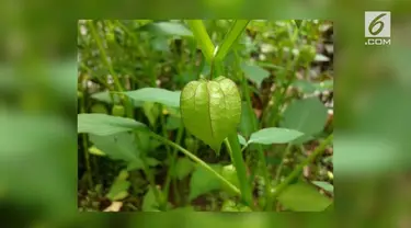 Ciplukan, tanaman segudang manfaat ini dahulu sering dijadikan mainan anak-anak. Namun, setelah diteliti, ciplukan ternyata berkhasiat obat