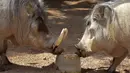 Dua ekor babi mencium buah yang telah dibekukan di kebun binatang Bioparc di Valencia, Italia (23/7). Pemberian makanan beku ini dikarenakan suhu panas yang melanda Itali. (AFP PHOTO / Jose Jordan)