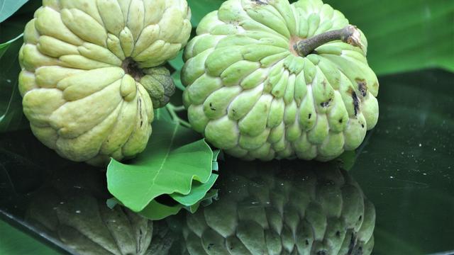 Manfaat buah srikaya