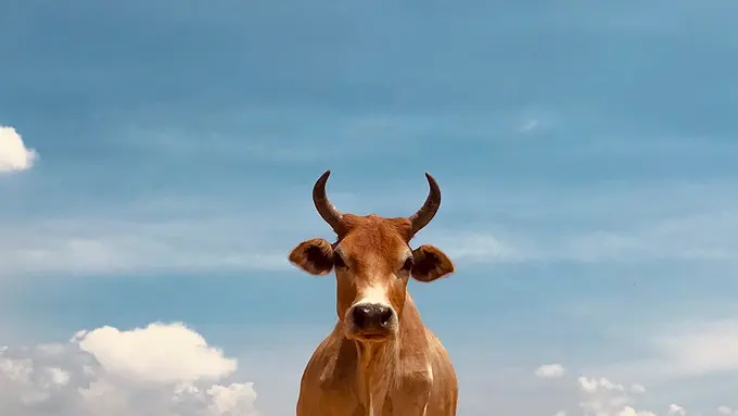 Mimpi Sapi: Sebuah Petunjuk dari Alam Bawah Sadar