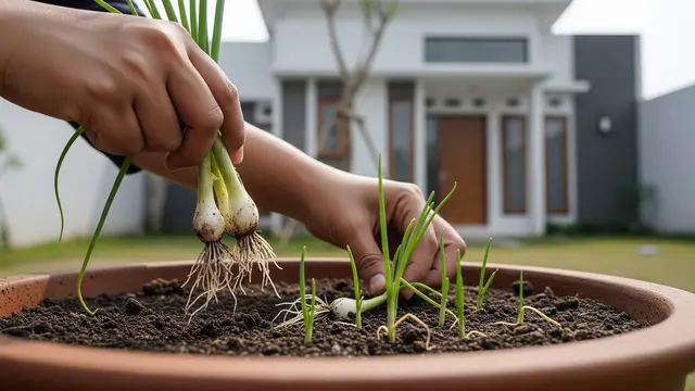 cara membuat kebun daun bawang mini panen setiap minggu