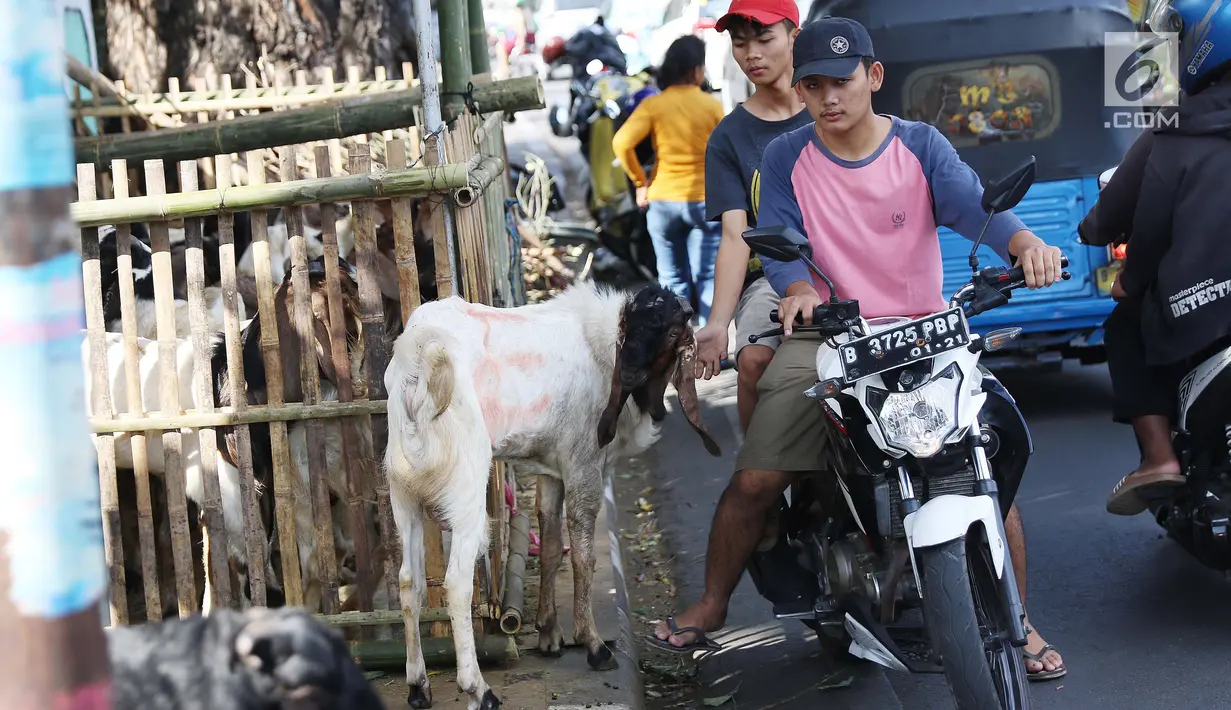Warga melintas di lapak penjual kurban, Jakarta, Jumat (25/8). Gubernur DKI Djarot S Hidayat menegaskan, trotoar diperuntukkan untuk pejalan kaki. Penjual apa pun, termasuk penjual hewan kurban, tidak diizinkan membuka lapak. (Liputan6.com/Angga Yuniar)