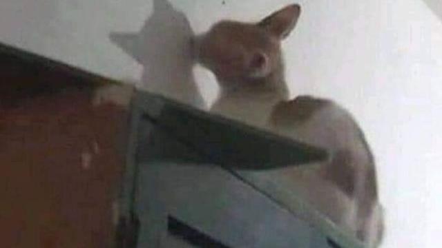 7 Potret Nyeleneh Kucing Bermain dengan Bayangannya Ini Absurd Banget