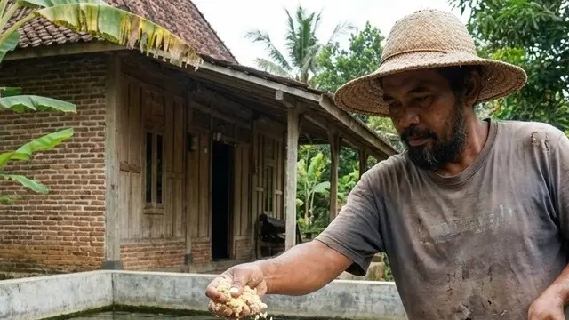 Cara Membuat Pakan Ikan Ternak dari Ampas Tahu