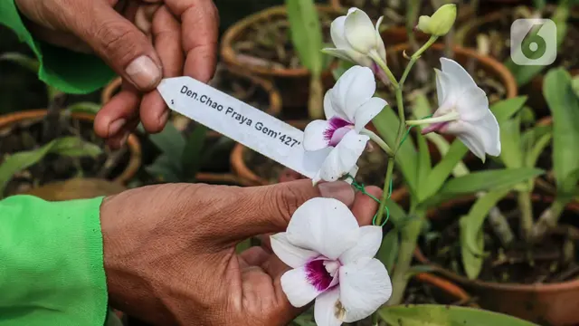Melihat Budidaya Anggrek Dendrobium di Bogor