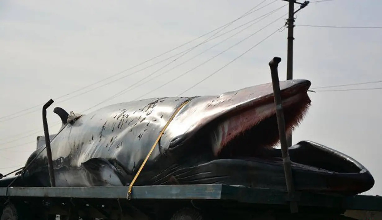 Seekor ikan paus dengan panjang sekitar 8,9 meter dan berat 3,9 ton ditemukan mati terdampar di pinggiran pantai dekat kota Rizhao, provinsi Shandong, China, 30 November 2015. (shanghaiist.com)
