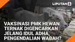 Jelang Idul Adha, wabah penyakit mulut dan kuku (PMK) pada hewan ternak bukan hanya jadi kekhawatiran peternak tapi juga masyarakat luas.