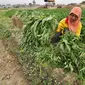 Panjangnya musim kemarau yang melanda seluruh daerah di tanah air, berdampak buruk bagi sejumlah petani. 