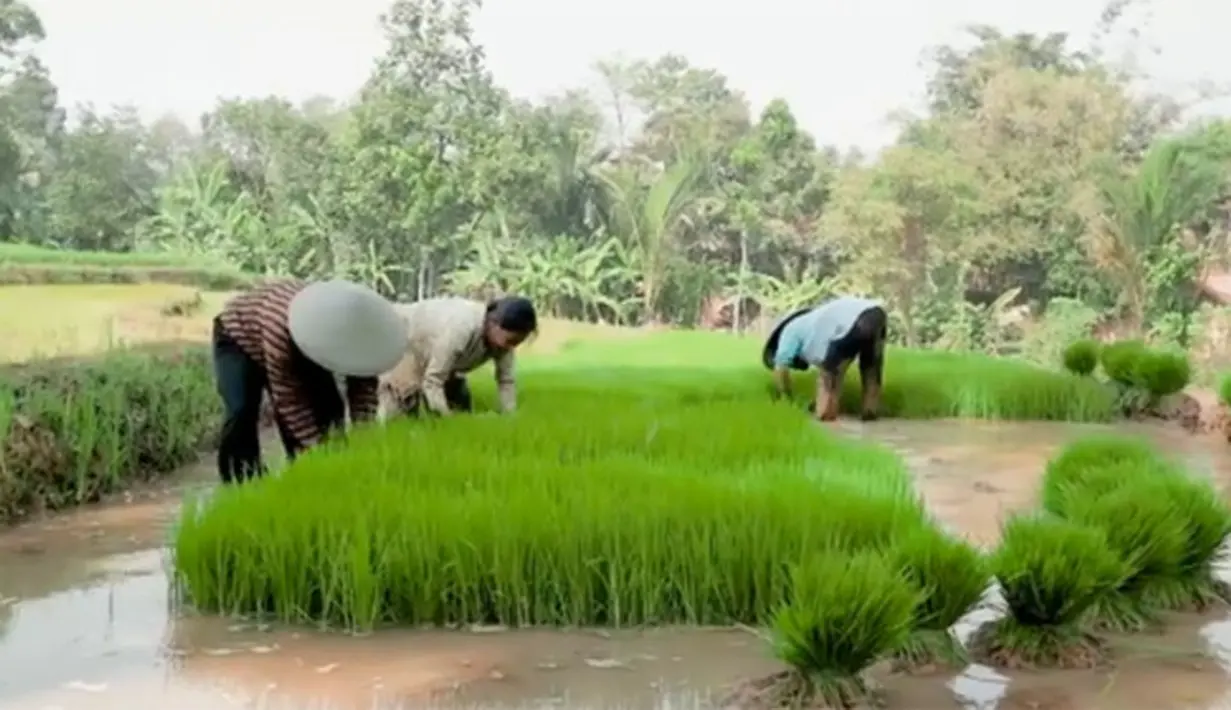 Narji ke sawah (Youtube/Abang Narji)