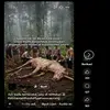 Ragam Hoaks Terkait Kalimantan, Penemuan Kuda Bertanduk Satu hingga Pendaftaran Transmigrasi