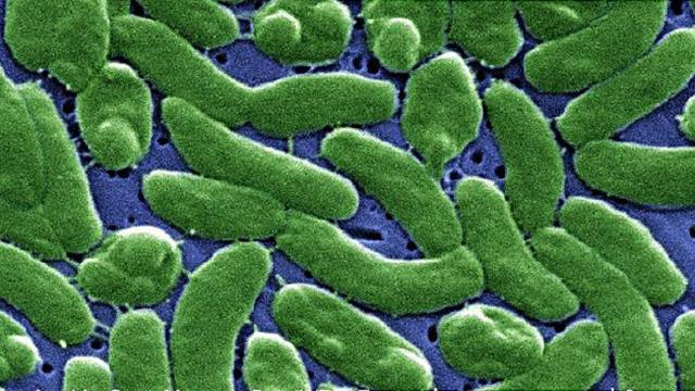 Ilustrasi Infeksi Bakteri