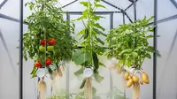7 Desain Kebun Sayur Aeroponik Mini, Solusi Praktis Bertani Tanpa Tanah