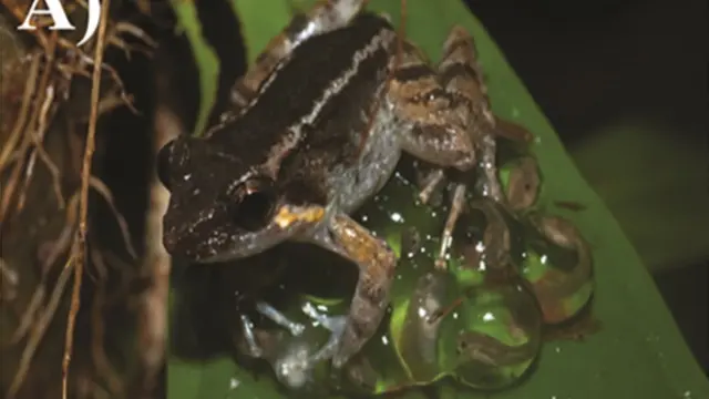 katak bertaring