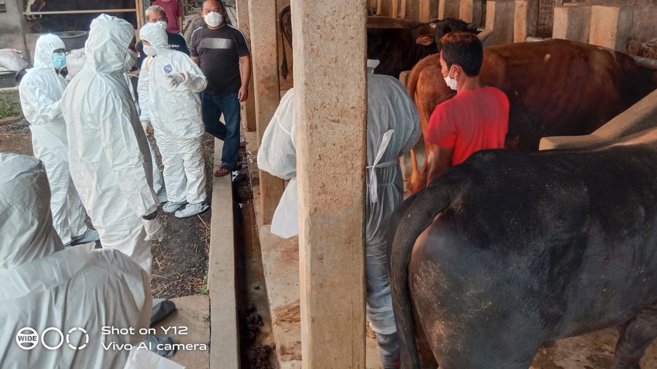 Petugas kesehatan dari Satgas PMK Garut, Jawa Barat tengah melakukan pemeriksaan terhadap sapi milik peternak yang diduga terjangkit penyakit mulut dan kuku. (Liputan6.com/Jayadi Supriadin)
