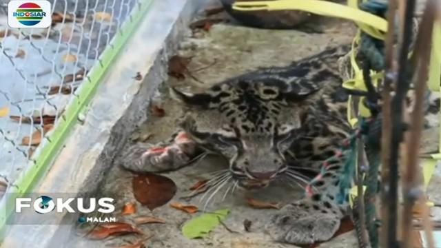 Unduh 630 Koleksi Gambar Harimau Dahan Paling Bagus 
