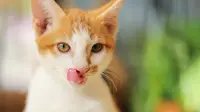Saat Merawat Diri dan Merasa Rileks Kucing Bisa Sering Menjulurkan Lidahnya