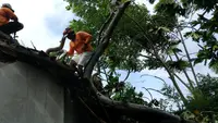 Pohon Tumbang Timpa Rumah di Situbondo, Dua Warga Luka-luka