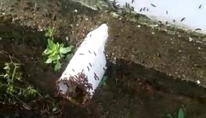 Koloni ulat bulu bermunculan di jalan-jalan, pohon hingga rumah warga di Perumahan Bojong Menteng Residence, Rawalumbu, Kota Bekasi. (Istimewa)