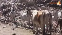 [VIDEO] Awas, Sapi Pemakan Sampah Tak Layak Dimakan!