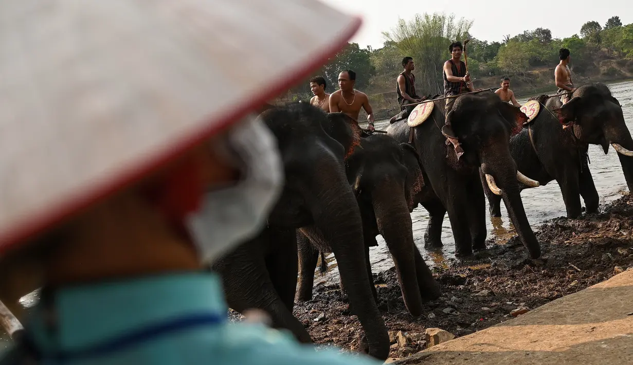 Pawang menunggangi gajah mereka di sepanjang sungai selama festival gajah Buon Don di Provinsi Dak Lak, Vietnam, 12 Maret 2019. Dalam festival ini diadakan banyak lomba seperti pacuan gajah, sepak bola gajah dan mengarungi sungai. (Manan VATSYAYANA/AFP)