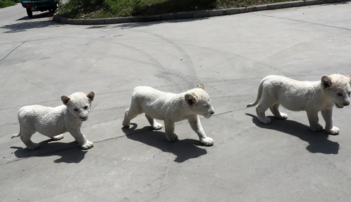 Bayi singa putih kembar tiga bermain di luar ruangan di Nantong Forest Safari Park di Kota Nantong, Provinsi Jiangsu, China, 23 April 2020. Bayi-bayi berusia hampir dua bulan itu memulai debut mereka di Nantong Forest dan mereka secara resmi akan bertemu wisatawan pada 1 Mei. (Xinhua/Xu Congjun)