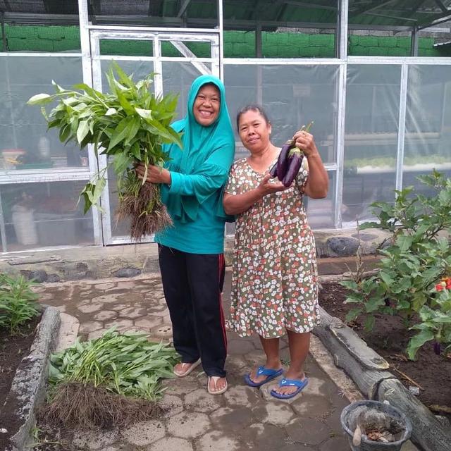 Anggota KWT Srikandi sedang panen hasil urban farmingnya
