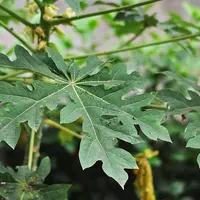 Daun pepaya di pohon sebelum dipetik. (Liputan6.com/Wikimedia Commons/Joydeep)