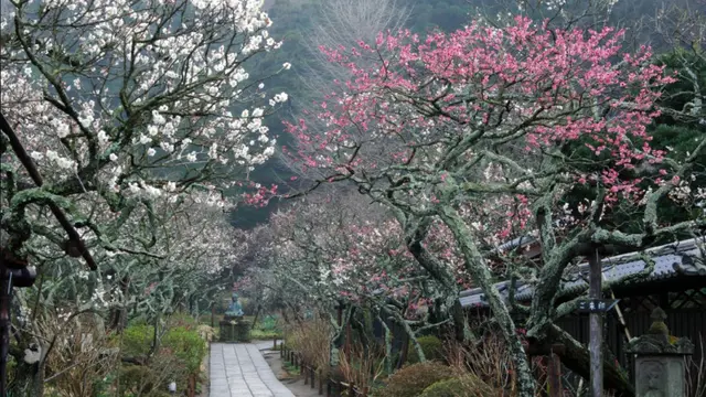 Kuil Matsugaoka Tokei-ji