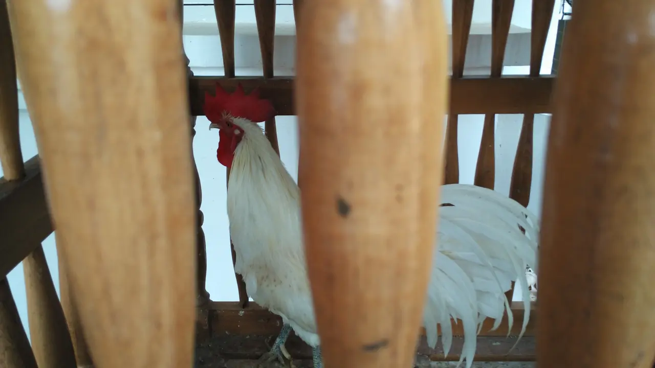 ayam ketawa, ayam, makassar