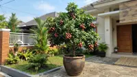 7 Cara Mengerdilkan Pohon Matoa agar Berbuah di Pot, Cocok untuk Halaman Sempit