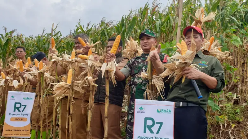 Panen perdana jagung hibrida R7 atau jagung Raja di Kawasan Batu Korsi, Desa Citaman, Kecamatan Nagreg, Kabupaten Bandung. (Liputan6.com/Jayadi Supriadin)