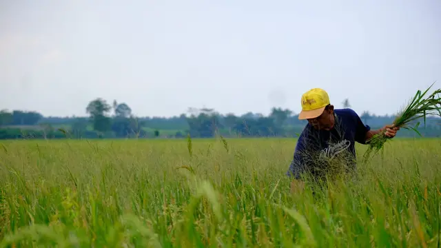 Pentingnya Asuransi Pertanian Demi Kejar Swasembada Pangan RI, Ini Buktinya