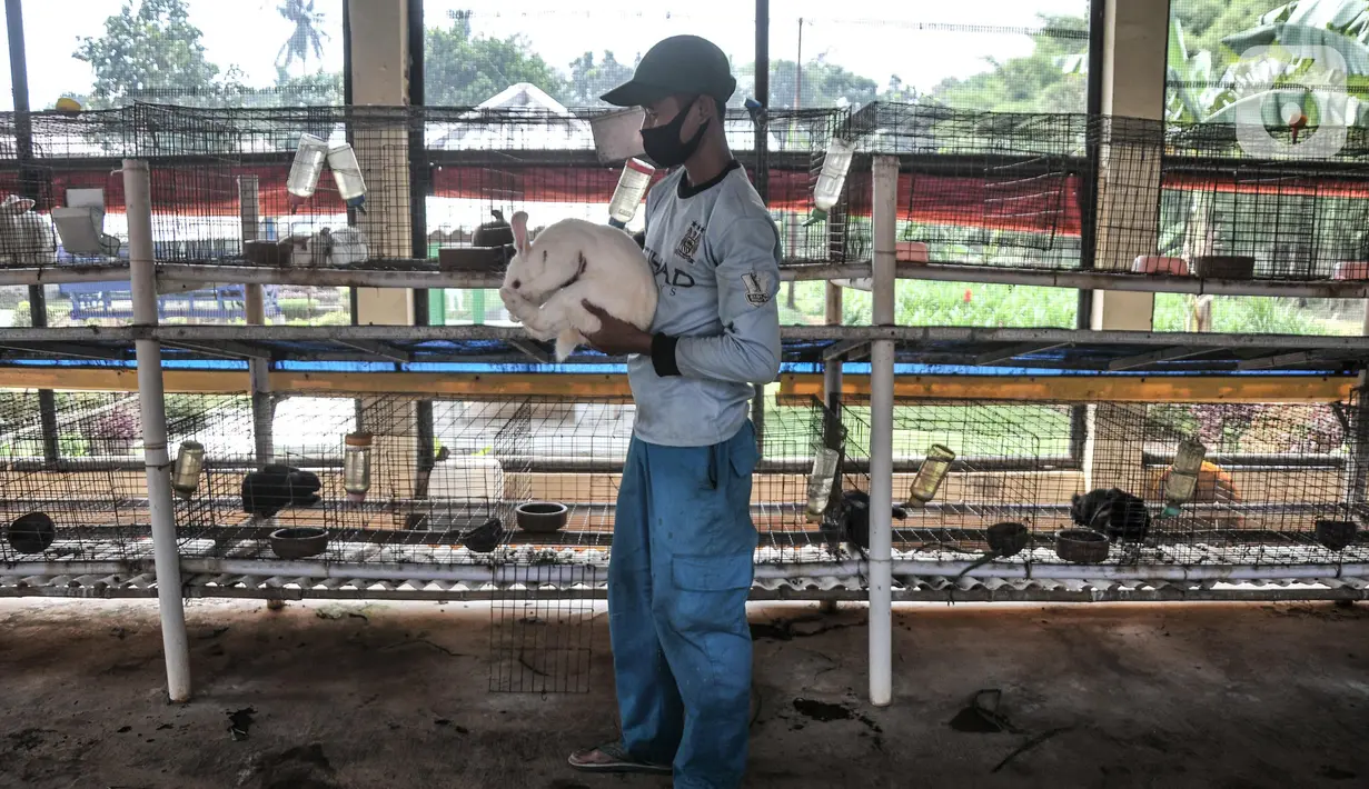 Pekerja saat memberi pakan kepada kelinci di Taman Kelinci Bambu Apus, Pusat Pelayanan Kesehatan Hewan dan Peternakan (Pusyankeswannak), Cipayung, Jakarta Timur, Kamis (30/6/2022). Taman Kelinci Bambu Apus dibuka setiap hari mulai pukul 08.00-16.00 WIB. (Liputan6.com/Iqbal S Nugroho)