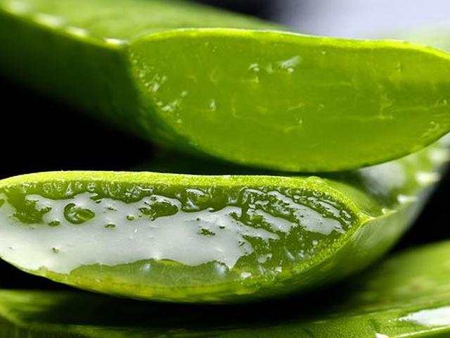 5 Manfaat Lidah Buaya Tangkal Virus Corona Dan Sembuhkan Luka Ragam Bola 