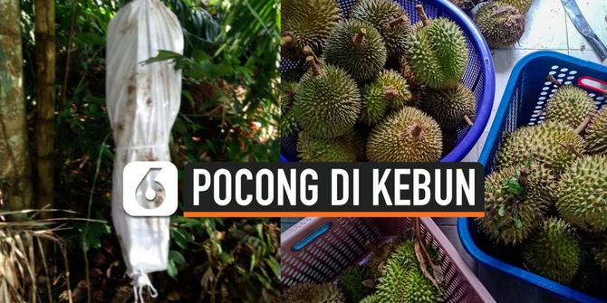 VIDEO: Gempar, Penampakan Pocong di Kebun Durian