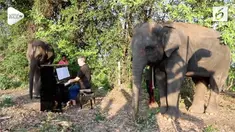 Gajah ternyata memiliki selera terhadap musik klasik, reaksinya unik saat alunan musik diperdengarkan.