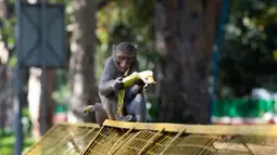 Seekor monyet mengupas pisang di tengah suasana lockdown di New Delhi, India (2/4/2020). Sepinya lalu lintas kendaraan membuat kawanan monyet liar itu dengan bebas berkeliaran ke jalan-jalan. (AFP/Jewel Samad)