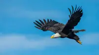 Ilustrasi Burung Elang (Photo by Frank Cone from Pexels)