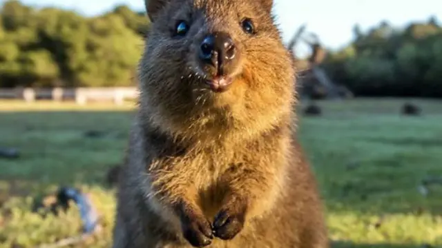 [Bintang] 10 Potret Quokka, Hewan Paling Bahagia Se-dunia!