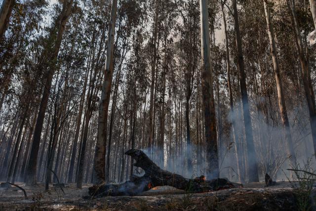Kebakaran Hutan Chile, 18 Orang Tewas dan Puluhan Ribu Lainnya Mengungsi