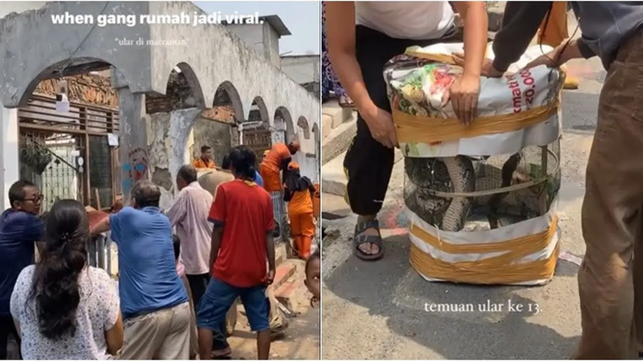 Viral Penemuan 14 Ular di Rumah Kosong Terbengkalai, Bikin Resah Warga