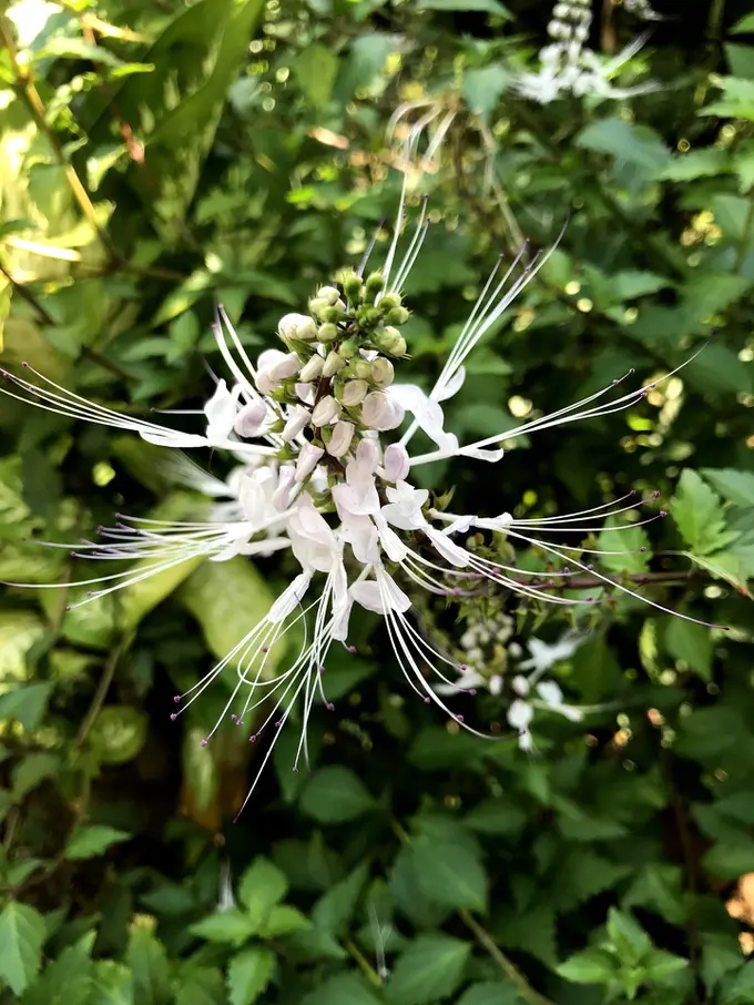 Manfaat Tanaman Kumis Kucing Untuk Kesehatan