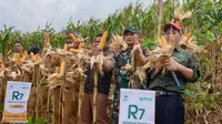 Panen perdana jagung hibrida R7 atau jagung Raja di Kawasan Batu Korsi, Desa Citaman, Kecamatan Nagreg, Kabupaten Bandung. (Liputan6.com/Jayadi Supriadin)