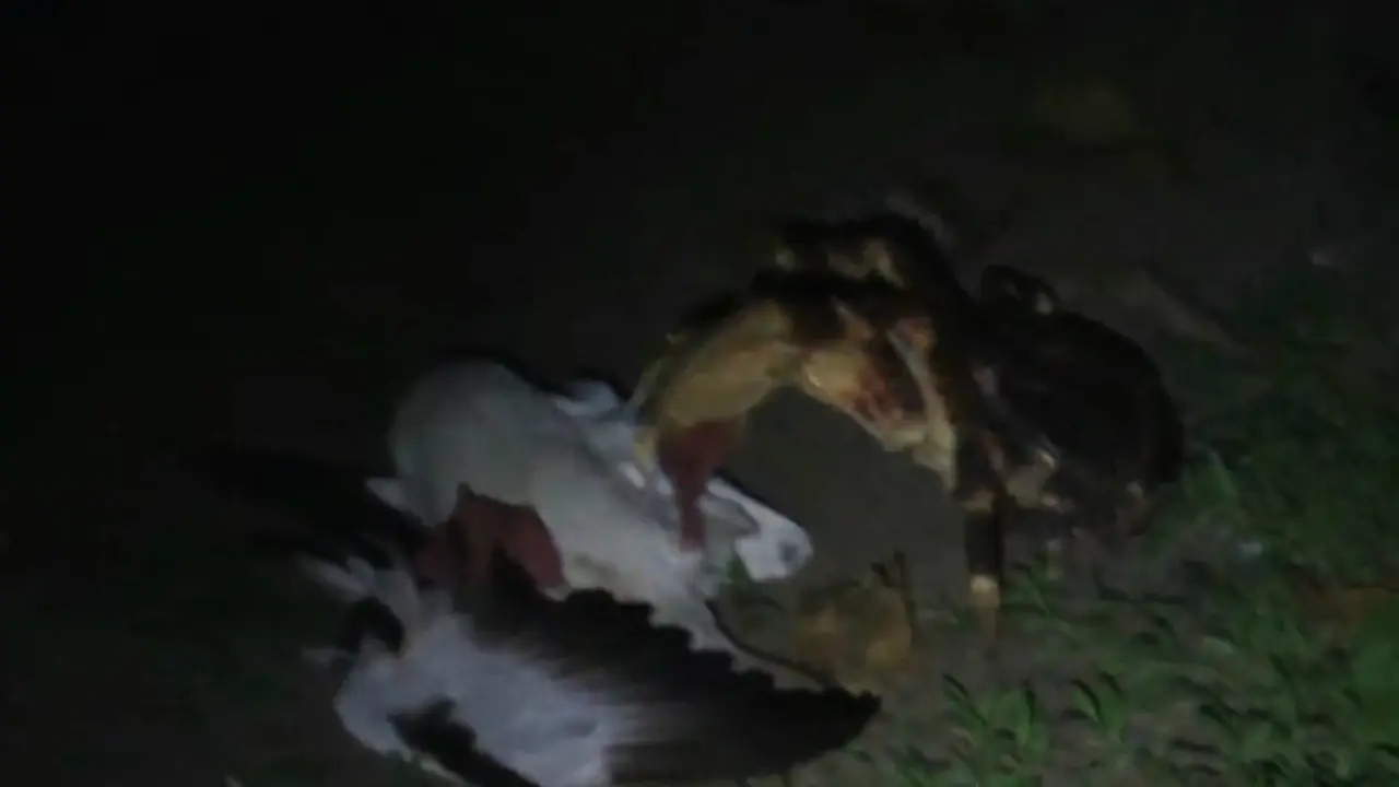 Kepiting kelapa memangsa burung