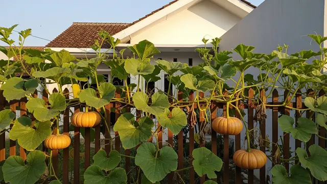 6 Jenis Labu yang Mudah Merambat di Pagar Rumah, Ide Berkebun Sederhana