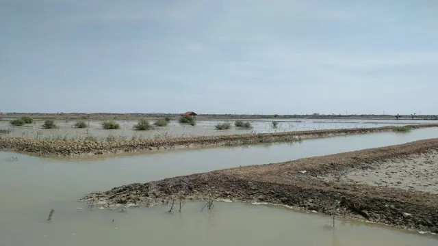 Curhat Petambak Garam Gagal Panen Hingga Minim Bantuan Pemerintah
